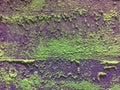 Vibrantly painted green and purple wall texture