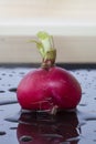 Vibrantly red radish on a wet reflective surface Royalty Free Stock Photo