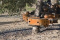 Vibrating machine in an olive tree