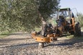 Vibrating machine in an olive tree