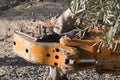 Vibrating machine in an olive tree