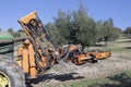 Vibrating machine in an olive tree