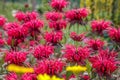 Beautiful summer bloom of vibrent red Crimsom Monarda didyma Scarlet beebalm flowers Royalty Free Stock Photo