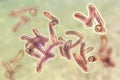 Vibrio cholerae bacteria Royalty Free Stock Photo