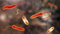 Vibrio cholerae bacteria, 3D illustration Royalty Free Stock Photo