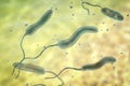 Vibrio cholerae bacteria, 3D illustration Royalty Free Stock Photo