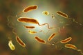 Vibrio cholerae bacteria Royalty Free Stock Photo