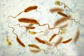 Vibrio cholerae bacteria