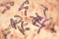 Vibrio cholerae bacteria Royalty Free Stock Photo