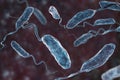 Vibrio cholerae bacteria Royalty Free Stock Photo