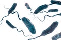 Vibrio cholerae bacteria Royalty Free Stock Photo