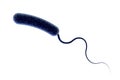 Vibrio cholerae bacterium