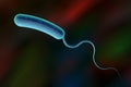 Vibrio cholerae bacterium Royalty Free Stock Photo