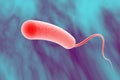 Vibrio cholerae bacterium