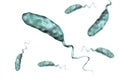 Vibrio cholerae bacterium