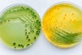 Vibrio parahaemolyticus and Vibrio cholera Royalty Free Stock Photo