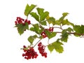 Viburnum