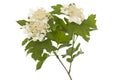 Viburnum