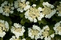 Viburnum