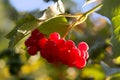 Viburnum