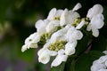 Viburnum Royalty Free Stock Photo