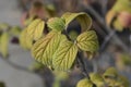 Viburnum Alleghany