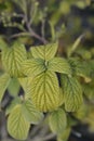 Viburnum Alleghany