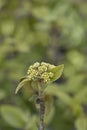 Viburnum Alleghany