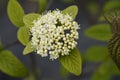 Viburnum Alleghany