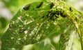 Viburnum beetle larvas and aphids