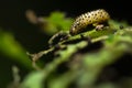 Viburnum beetle (Pyrrhalta viburni) larva