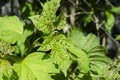 Viburnum beetle Pyrrhalta viburni larvas and aphids Aphidoidea on the leaves of viburnum Royalty Free Stock Photo