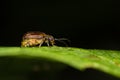 Viburnum beetle (Pyrrhalta viburni) gravid female