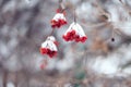 viburnum berries hanging on a branch covered by the snow in the winter garden close up. blue-toned