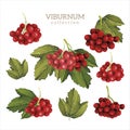 Viburnum berries and leaves collection, color illustration