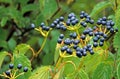 dark blue color Viburnum berries in Summer