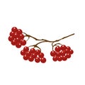 Viburnum berries on tree branches