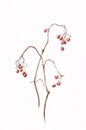 Viburnum berries watercolor painting