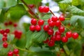 Branch of magnificent bright red and juicy berries of viburnum
