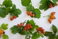 Viburnum berry on a immunity plentiful beautiful harvesting