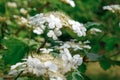 Viburnum blooms. Viburnum branches with white flowers. Green spring and summer background