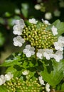 Viburnum blooms in the garden in the sun.