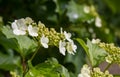 Viburnum blooms in the garden in the sun.