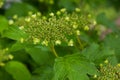 Viburnum blooms in the garden in the sun.