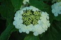 Viburnum blooms white in summer
