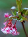 Viburnum Bodnantense Dawn