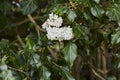 Viburnum bodnantense