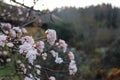 Viburnum bodnantense dawn