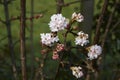 Viburnum bodnantense