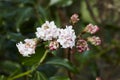 Viburnum bodnantense